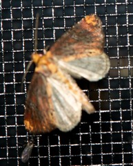 Achatodes zeae
