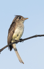 Xenotriccus mexicanus