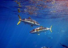 Yellowtail Amberjack photo 3