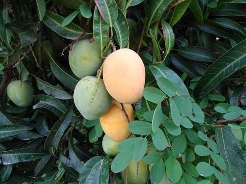 Mangifera image