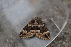 Lampropteryx suffumata