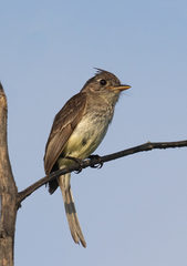 Xenotriccus mexicanus