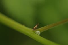 Micropterix calthella