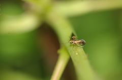 Micropterix calthella