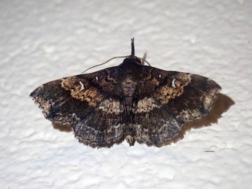 Adrapsa tenomigera