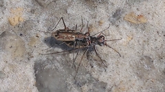 Ellipsoptera