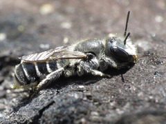Osmia submicans