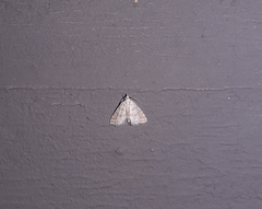 Patissa fulvosparsa