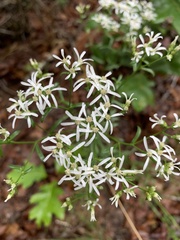 Sericocarpus linifolius