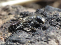 Osmia submicans