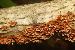 Duolandrevus coulonianus