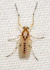 Coelotanypus concinnus