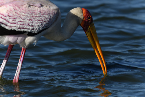 Yellow-billed Stork