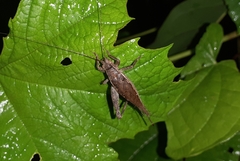 Madasumma