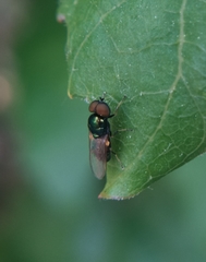 Microchrysa polita