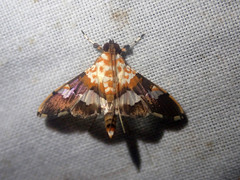 Aetholix flavibasalis