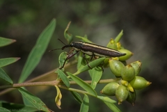 Rhinotia suturalis