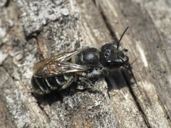 Osmia submicans