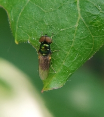Microchrysa polita