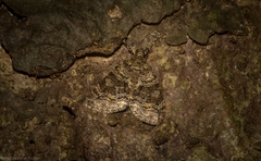 Polyclysta hypogrammata