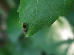 Microchrysa polita
