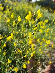 Linaria spartea
