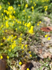 Linaria spartea