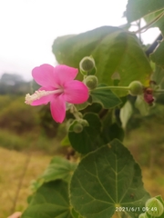 Pavonia malacophylla