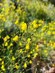 Linaria spartea