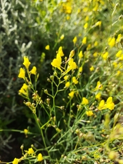 Linaria spartea