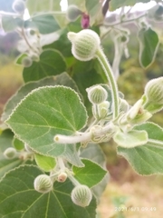 Pavonia malacophylla