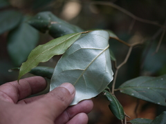 Elaeagnus latifolia
