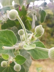 Pavonia malacophylla