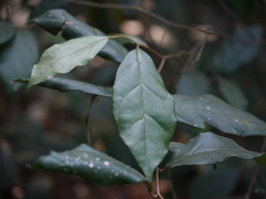 Elaeagnus latifolia