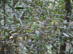 Elaeagnus latifolia