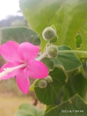 Pavonia malacophylla