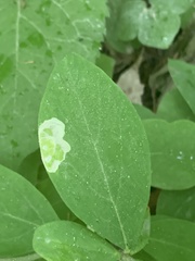Leucanthiza dircella