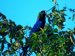 Cyanocorax beecheii