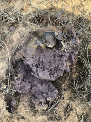 Calvatia fragilis
