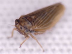 Agallia quadripunctata
