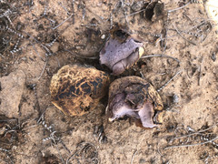 Calvatia fragilis