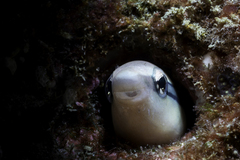 Aspidontus dussumieri