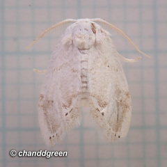 Niphopyralis
