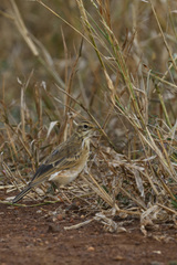 Anthus cinnamomeus