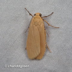 Manulea fuscodorsalis