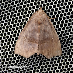 Thalatta fasciosa