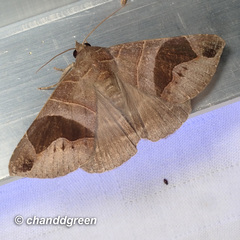 Bastilla joviana