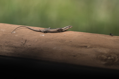 Trachylepis