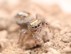 Phidippus vexans