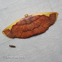 Nothomiza flavicosta